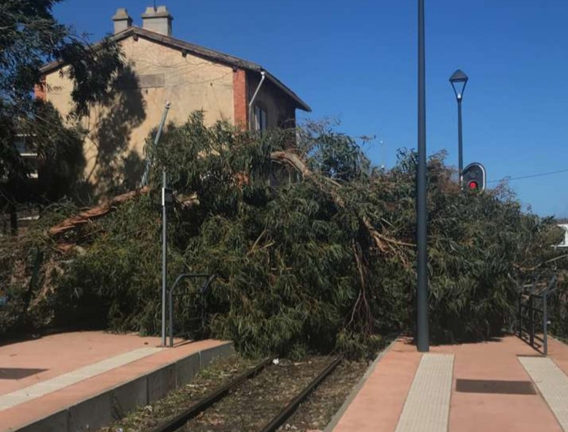 Arbre tombé sur une voie ferrée en Corse lors de la tempête Larisa
