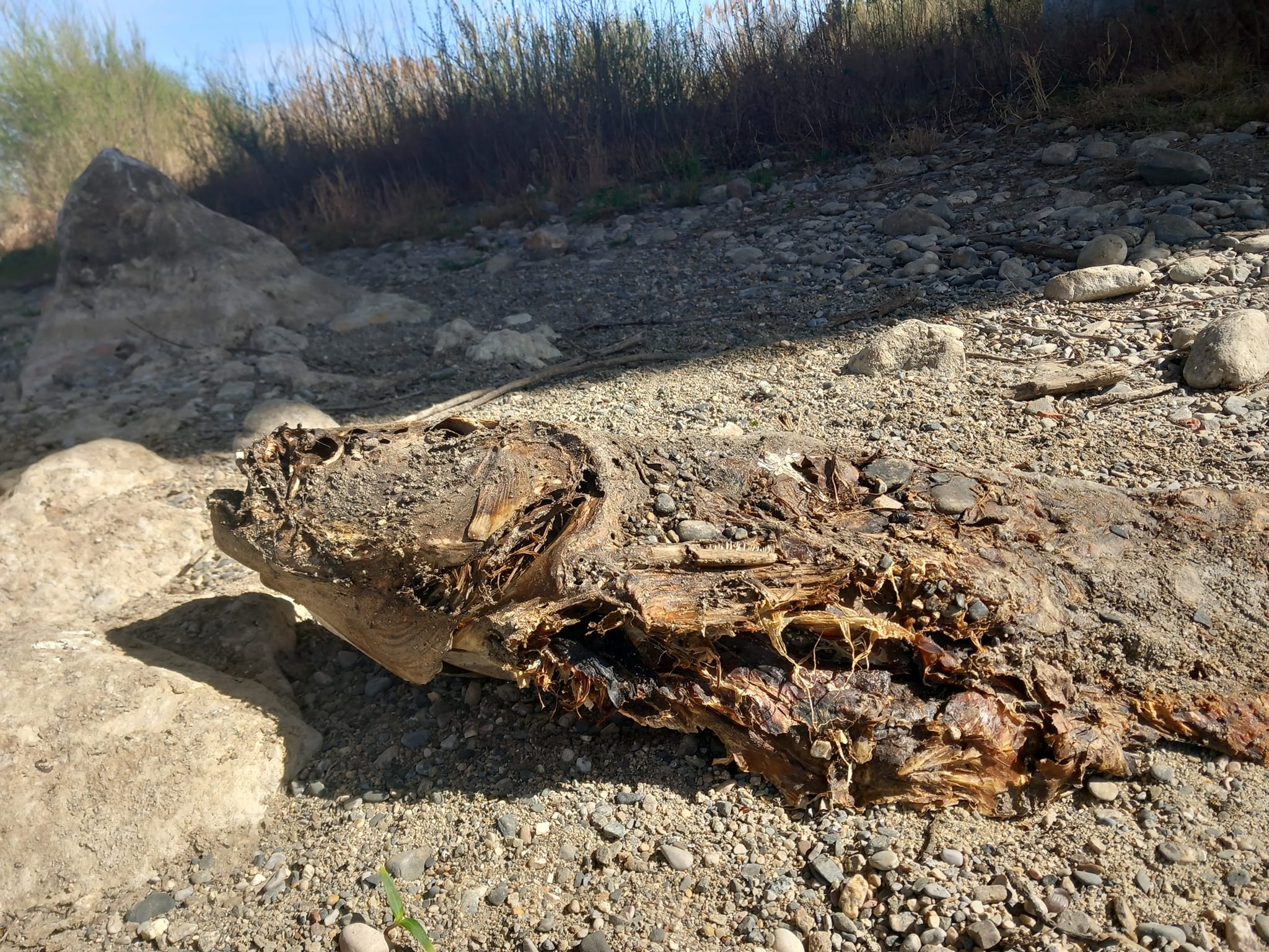 Carcasse de poisson sur le lit desséché de l'Agly dans les Pyrénées-Orientales 