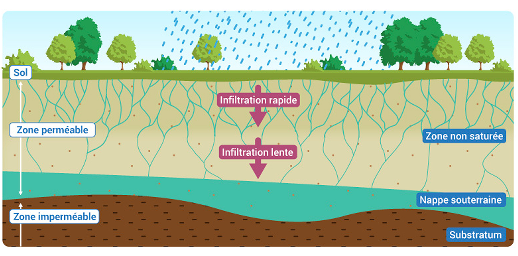 Schéma de l'infiltration de l'eau de pluie vers une nappe phréatique