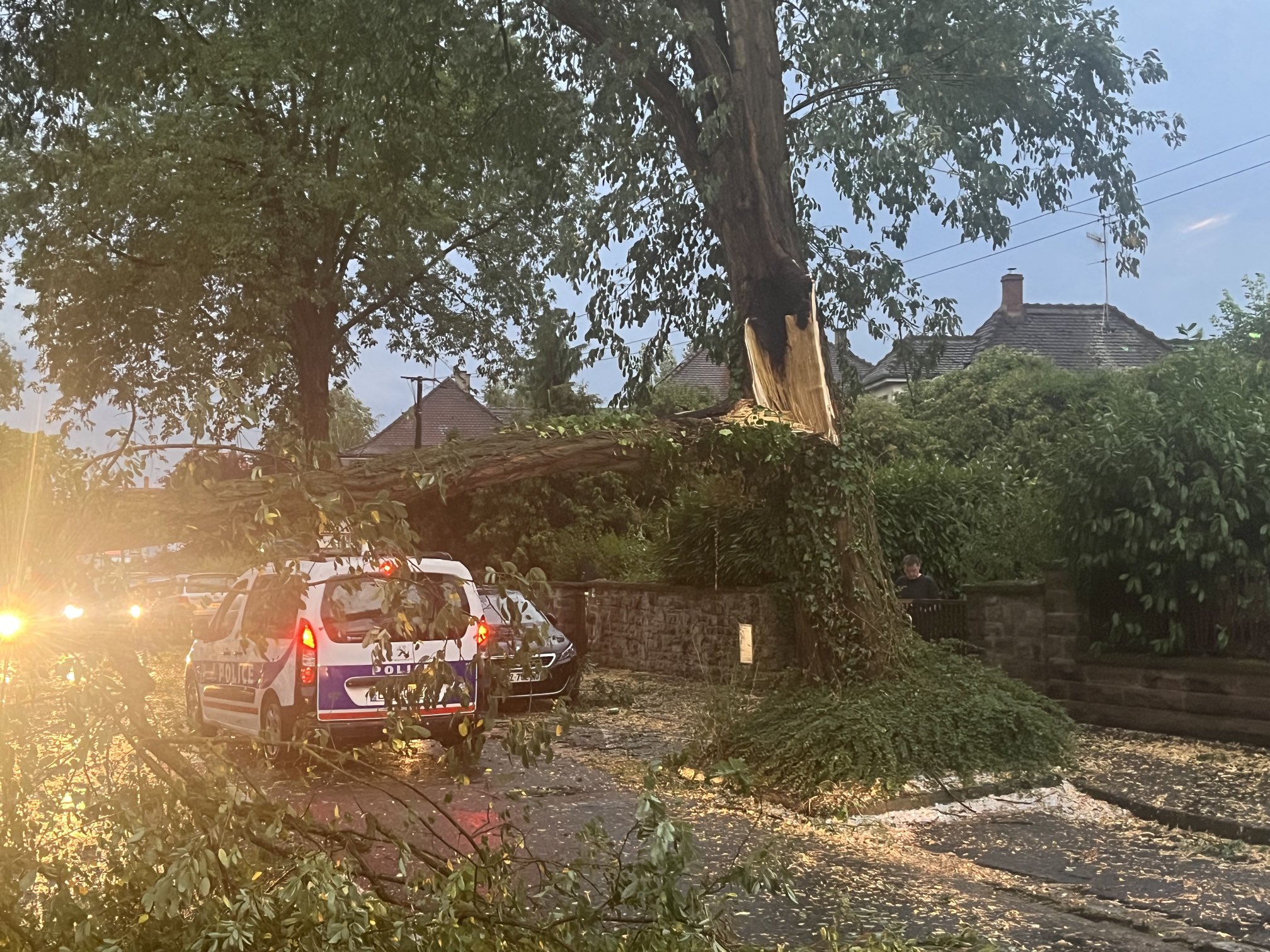 Chute d'arbre à Strasbourg (67) en soirée du mardi 11 juillet 2023 