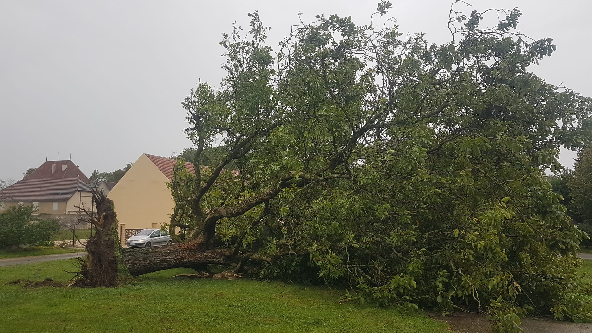 Arbre arraché par l'orage à Choisey (39) ce jeudi 21 septembre 2023 