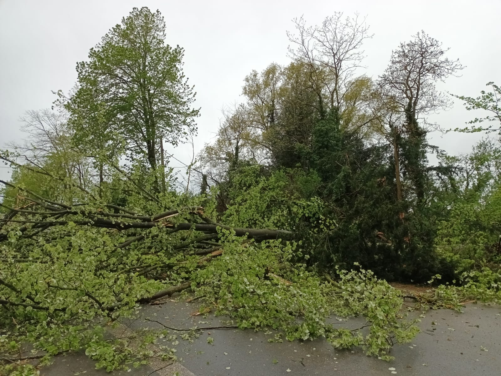Chutes d'arbres à Fournes-en-Weppes (59) ce lundi 15 avril 2024