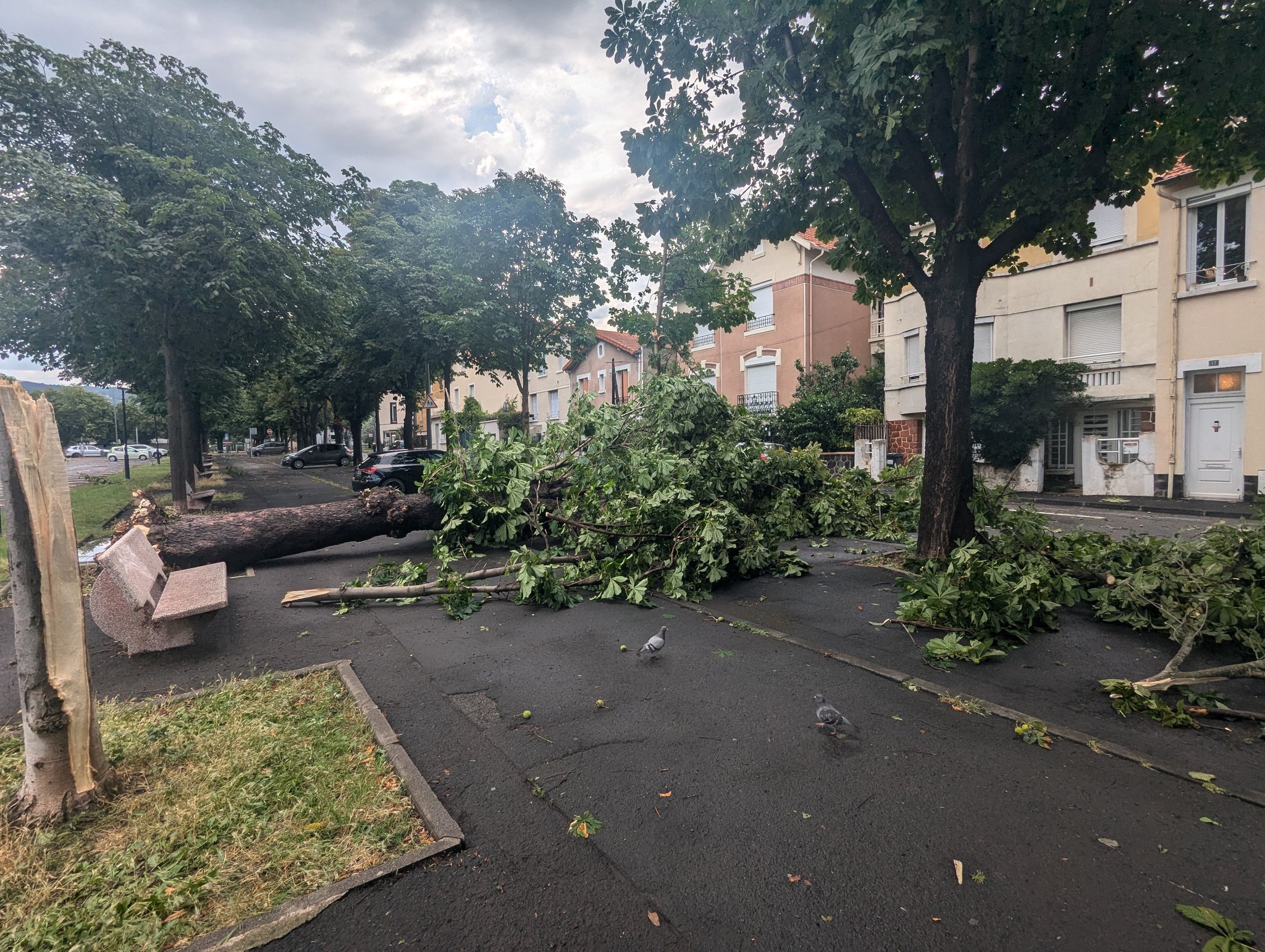 Chutes d'arbres à Clermont-Ferrand le samedi 20 juillet 2024