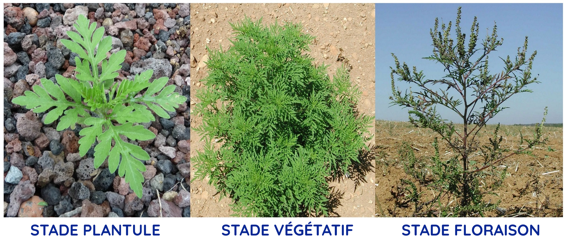 Les différents stades de l'ambroisie 