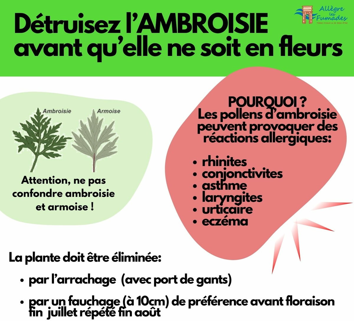 Il est important de détruire l'ambroisie avant sa floraison