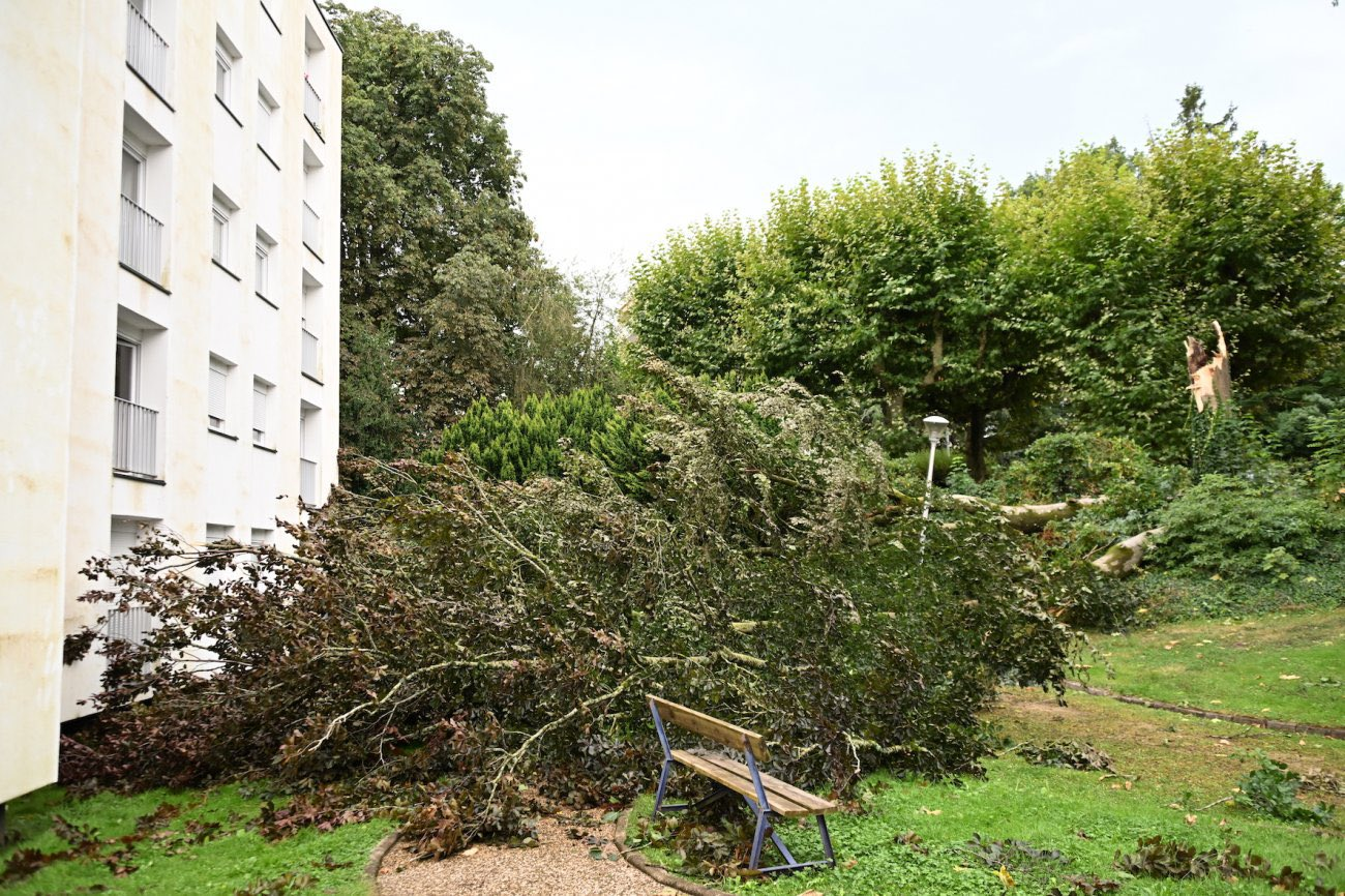 Arbre abattu par l'orage au Creusot (71) ce samedi 24 août 2024 