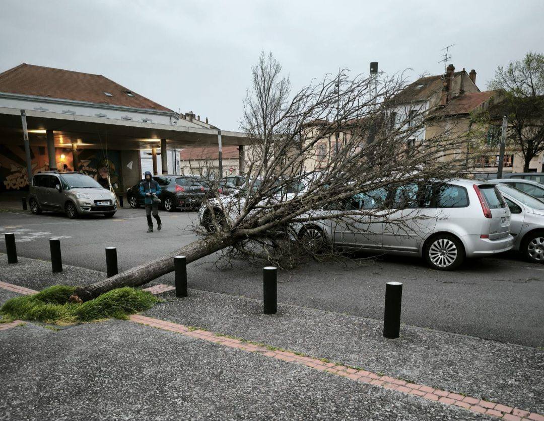 Chute d'arbre à Montauban (82) ce vendredi 21 mars 2025 