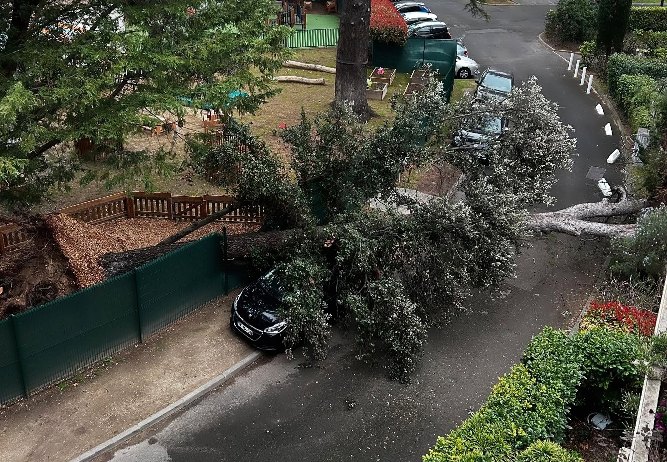 Chute d'arbre à Montpellier (34) ce vendredi 21 mars 2025