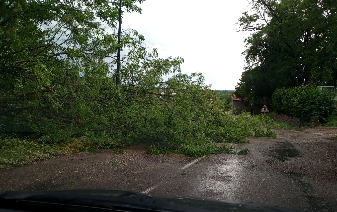 Chutes d'arbres à Iguerande (71) ce dimanche 1er juin 2025